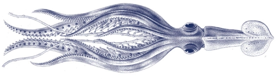 The squid The squid