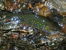 User submitted picture: A Wild Brook Trout