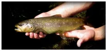 User submitted picture: A beautiful wild "Browni...