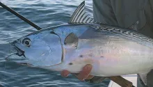 User submitted picture: Close up shot of false al...