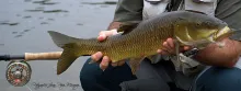 User submitted picture: Barbo big mouth in time o...