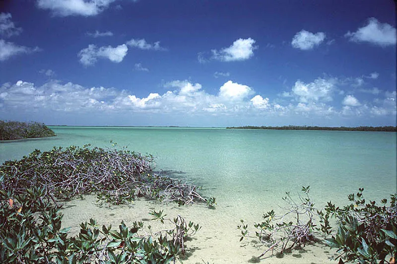 Boca Paila flat - A promising looking flat just a 100 yards away from the Boca Paila bridge. Too bad we didn't spot this one before we were on our way home from Punta Allen. Quite an achivement to miss it as well, as this picture is actually taken standing on the road. Oh well...