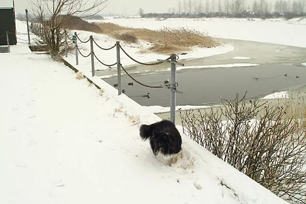 The sluice - Divus on the sluice - doing what male dogs often do. Notice the bit of open water under the bridge. Birds gather here, and I'll bet that you can see fish here on good days. Just not today.